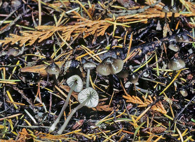 Mycena quinaultensis